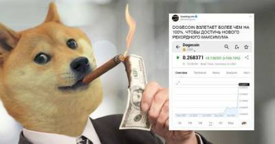 Илон Маск - Полцарства на Dogecoin, или история невероятного взлета - porosenka.net