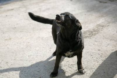 В Башкирии бродячие собаки насмерть загрызли четырехлетнего мальчика - mur.tv - республика Башкирия - район Учалинский