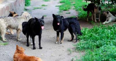 Последний отлов собак в районе, где загрызли ребенка, был в 2019 году - mur.tv - республика Башкирия - район Учалинский
