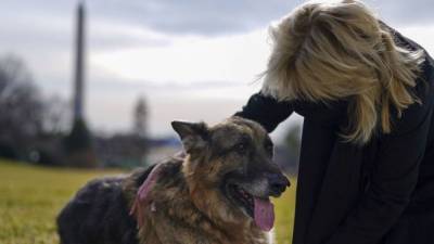 Кинологи назвали способы уберечь собаку от укусов клещей - mur.tv - Россия