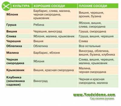Таблица совместимости деревьев и кустарников в саду - sadogorod.club - Виноград
