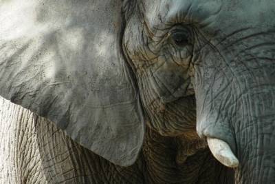 Олег Зубков - Дерущихся казанских слонов отправили на пенсию в Крым - mur.tv - республика Крым