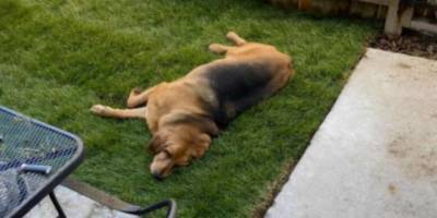 Бентли, проблемный пёс: почему он резко выздоровел - mur.tv