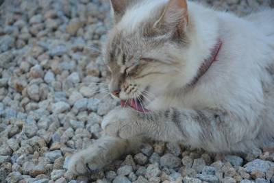 Почему кошка ест наполнитель из своего лотка? - mur.tv