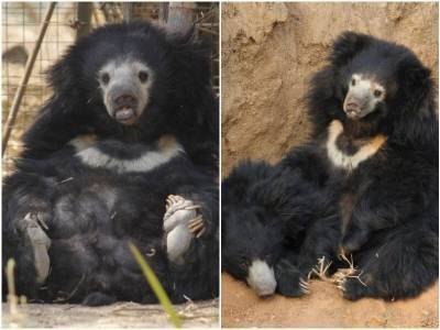 Две спасенные медведицы благодарили людей за новую жизнь - mur.tv - Индия