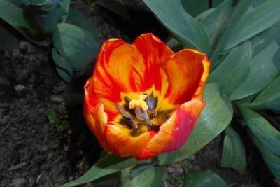 Пестролепестность тюльпана, лилия – под угрозой - sadogorod.club