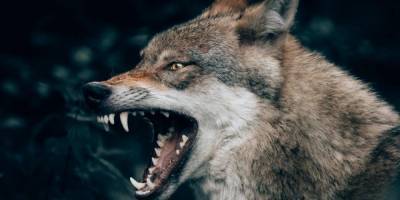 Волки одни из немногих животных, переживших последний ледниковый период. Теперь мы знаем, как они это сделали - mur.tv