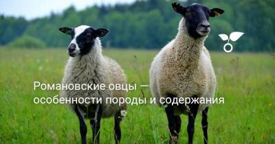 Петр Первый - Романовские овцы — особенности породы их содержания - sadogorod.club - Ярославская обл.