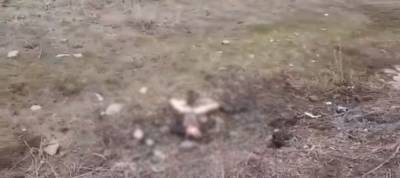 Бродячие собаки насмерть загрызли четырехлетнего мальчика в Башкирии - mur.tv - республика Башкирия - район Учалинский - с. Сафарово, район Учалинский