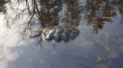 Власти начали проверку массовой гибели черепах на уникальном воронежском озере - mur.tv - Воронеж - Воронежская обл.