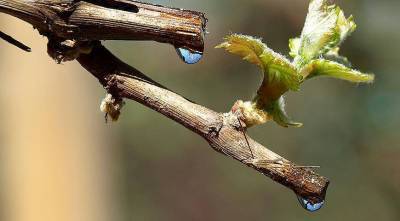 Плач виноградной лозы: что делать, если весной из винограда течет сок? - sadogorod.club