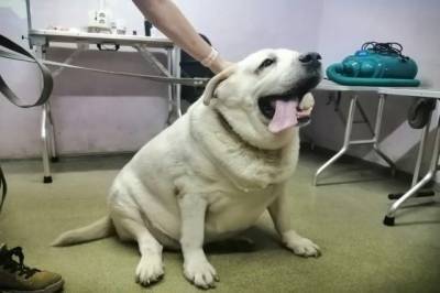 Самый толстый пес из Уфы лабрадор Хаммер сбросил 20 кг - mur.tv - Россия - Уфа