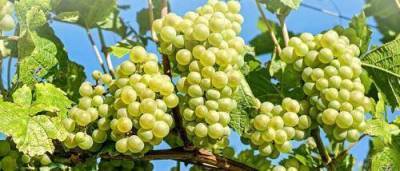 Пищевая ценность винограда - sadogorod.club - Виноград