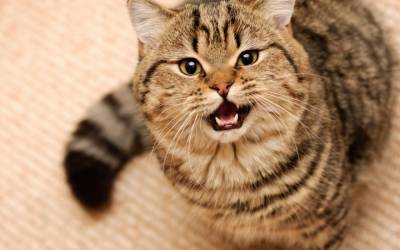 Как понять кошачий “язык”: 8 сигналов, которыми питомец хочет вам что-то сказать - mur.tv