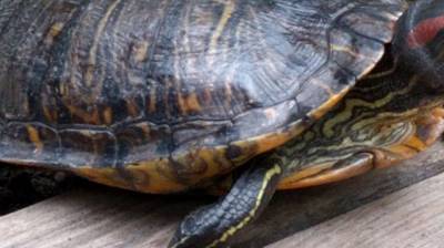 Несколько десятков черепах нашли мертвыми в озере под Воронежем - mur.tv - Россия - Воронеж