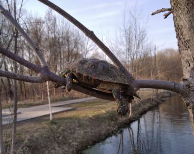 Смоляне обнаружили в парке загадочный труп черепахи - mur.tv