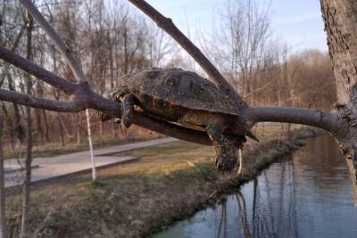 В Гагарине на ветке дерева обнаружили мертвую черепаху - mur.tv