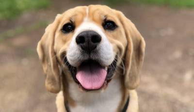 Ученые: Собаки могут обнаружить коронавирус с точностью до 96% - mur.tv
