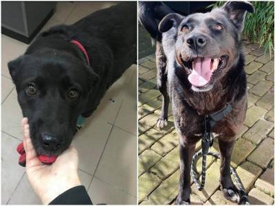 До и после: 20 животных, которые засияли счастьем после спасения - mur.tv