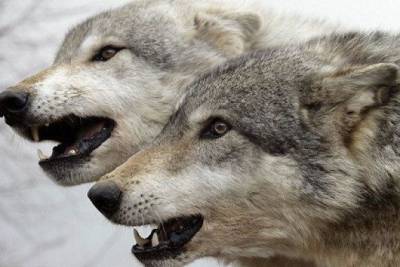 Двое новорожденных жеребят пострадали от нападения волков в Газимуро-Заводском районе - mur.tv