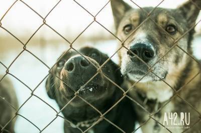 В кемеровском приюте для животных произошёл пожар, погибли собаки - mur.tv