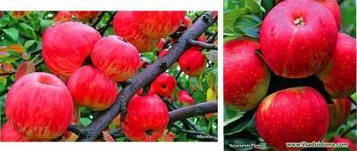 Какие сорта яблони выбрать для сада? Как их выбирать? В каком количестве сажать? - sadogorod.club