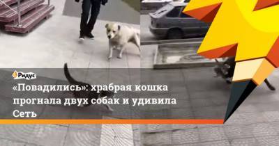 Повадились: храбрая кошка прогнала двух собак иудивила Сеть - mur.tv