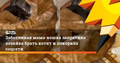 Заботливая мама-кошка запретила хозяйке брать котят и покорила соцсети - mur.tv