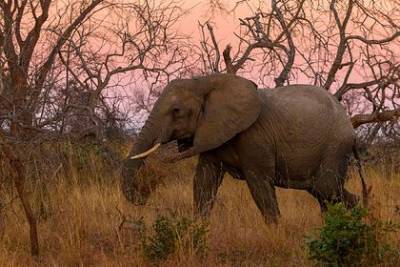 Разъяренные слоны растоптали браконьера - mur.tv - Юар