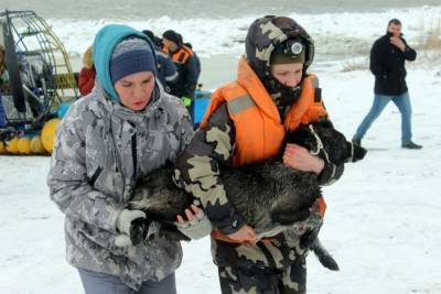Собачий патруль: как спасатели вывозили застрявших на острове собак - mur.tv - Томск