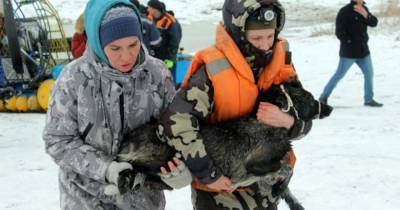 В Томске спасатели помогли заблокированным на острове голодным собакам - mur.tv - Томск
