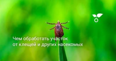Чем обработать участок от клещей и других насекомых - sadogorod.club