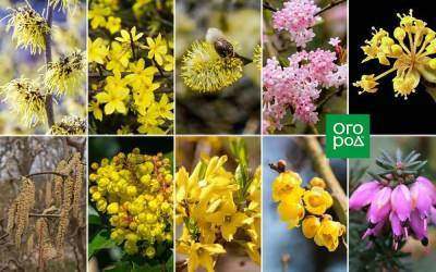 10 очаровательных кустарников, которые цветут ранней весной - sadogorod.club