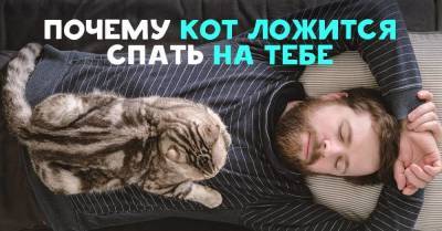 Зачем коты спят на хозяйской спине - lifehelper.one