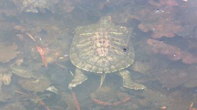 Экологи опровергли массовую гибель черепах на уникальном озере под Воронежем - mur.tv - Воронеж - Маклок
