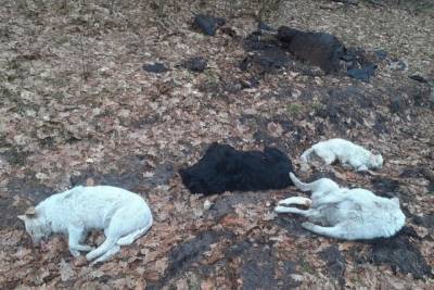 В лесу под Брянском нашли тела четырех собак - mur.tv - Брянск