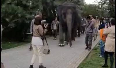 Эдгар Запашный - Вопрос дня – от зоозащитников: зачем в 21 веке водить слонов по улицам? - mur.tv - Якутск