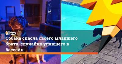 Собака спасла своего младшего брата, случайно упавшего в бассейн - mur.tv