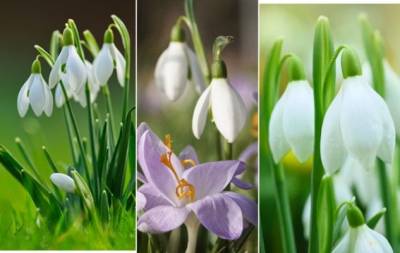 День подснежника: подборка самых красивых кадров этих весенних цветов - hochu.ua - Англия