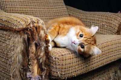 Как защитить диван от кошачьих когтей? - lifehelper.one