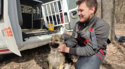 Под Харьковом спасли собаку, которая неделю дрейфовала на льдине - mur.tv - Харьков