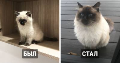 18 котят, которые со временем превратились в солидных котов, но нисколько не утратили своего очарования - mur.tv