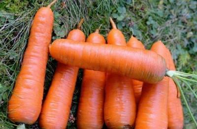 Сорт моркови Шантане: описание, фото и отзывы - sadogorod.club