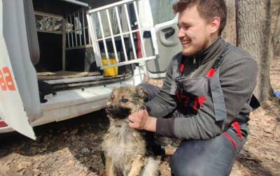 В Харьковской области спасли собаку, которая неделю дрейфовала на льдине - mur.tv - Харьков - Харьковская обл.