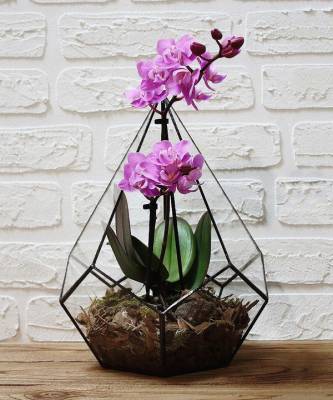 Весенний флорариум с орхидеей: советы по изготовлению и уходу - elle.ru