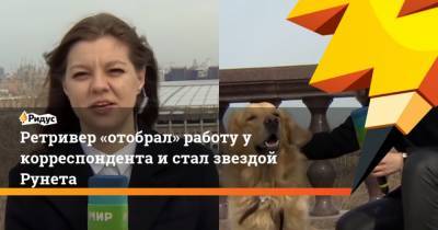Надежда Сережкина - Ретривер отобрал работу у корреспондента и стал звездой Рунета - mur.tv
