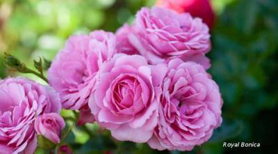 Выбираем сорт розы для посадки в сад: 33 сорта роз Мейян - sadogorod.club