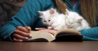 #мимимидня: пушистые котята живут в старинной библиотеке и встречают читателей - wmj.ru