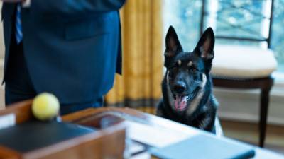 Дональд Трамп - Джон Байден - Американский профессор Майер объяснил, как собаки Джо Байдена стали политической проблемой - mur.tv - Сша - Вашингтон - Washington