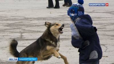Ужасная трагедия: бродячие собаки загрызли 4-летнего мальчика - mur.tv - республика Башкирия